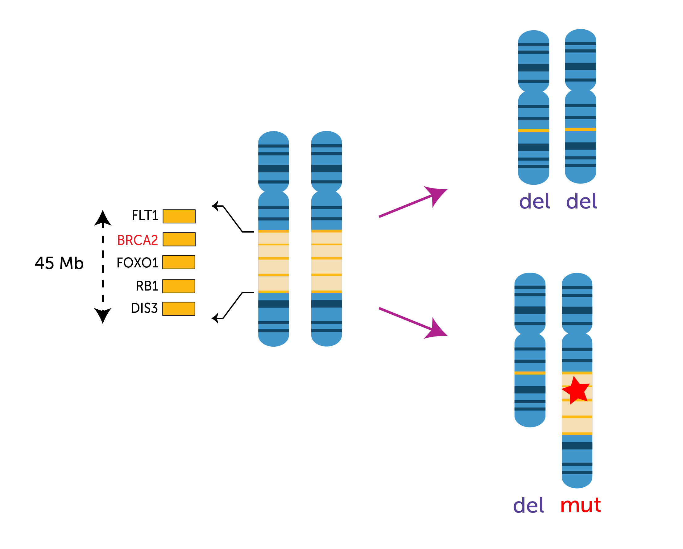 GeneRADAR_GeneDeletion